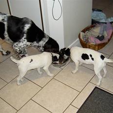 Jack russell terrier rico