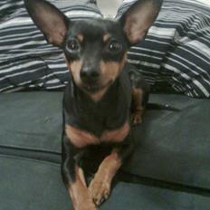 Dvaergpinscher Diva
