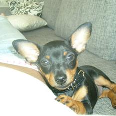Dvaergpinscher Diva