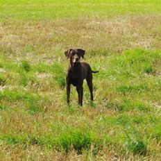 Blanding af racer RIKKE-LINE. R.I.P.