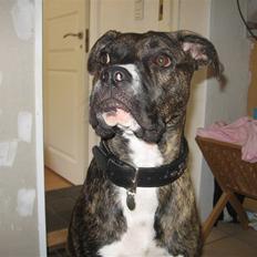 Blanding af racer cheeco