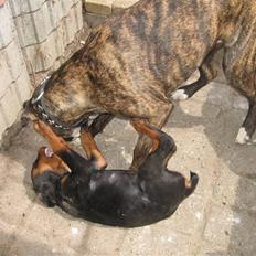 Blanding af racer cheeco