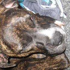 Blanding af racer cheeco