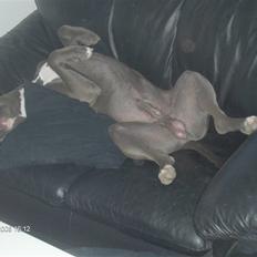 Blanding af racer Balou