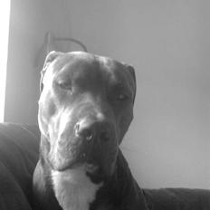 Blanding af racer Balou