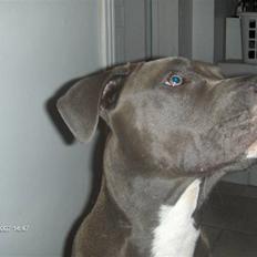 Blanding af racer Balou