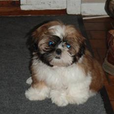 Shih tzu Alma