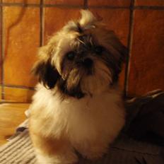Shih tzu Alma