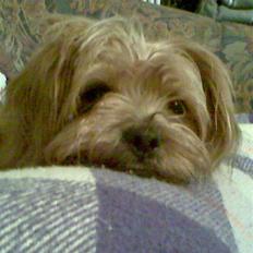 Blanding af racer Joey