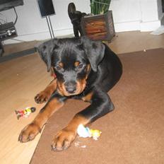 Rottweiler bamse