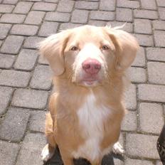 Nova scotia duck tolling retriever Freja