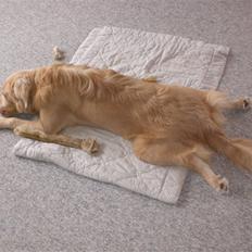 Nova scotia duck tolling retriever Freja