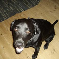 Labrador retriever blackie R.I.P min elsked 