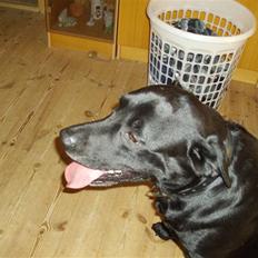 Labrador retriever blackie R.I.P min elsked 