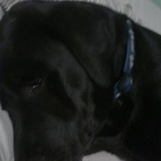 Labrador retriever blackie R.I.P min elsked 