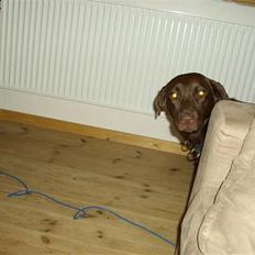 Labrador retriever brownie