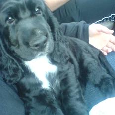 Cocker spaniel Felix