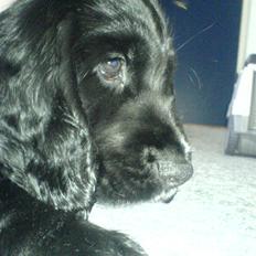 Cocker spaniel Felix
