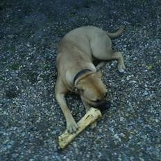 Blanding af racer Bella :)