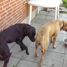 Blanding af racer Netto :)