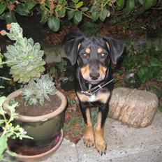 Dansk svensk gaardhund Cille(;_<33