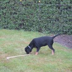 Dansk svensk gaardhund Cille(;_<33