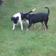 Dansk svensk gaardhund Cille(;_<33