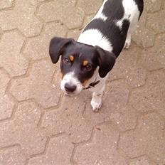 Dansk svensk gaardhund Fiona(;_<33