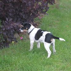 Dansk svensk gaardhund Fiona(;_<33