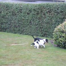 Dansk svensk gaardhund Fiona(;_<33