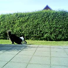 Border collie Balou<33