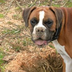 Boxer Chabrinell´s Luc