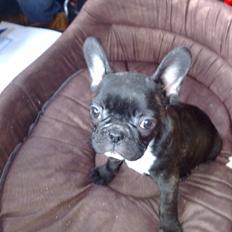 Fransk bulldog carla