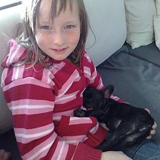 Fransk bulldog carla