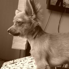 Blanding af racer *BAILEY*