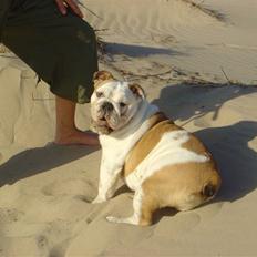 Engelsk bulldog Ziva