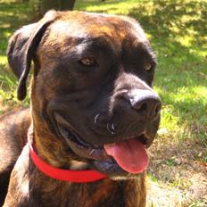 Boxer <3<3<3Leika <3<3<3