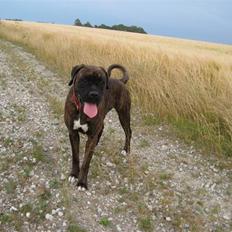 Boxer <3<3<3Leika <3<3<3