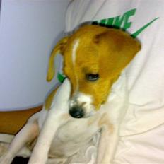 Dansk svensk gaardhund Lila