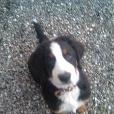 Berner sennenhund Emma