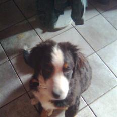 Berner sennenhund Emma