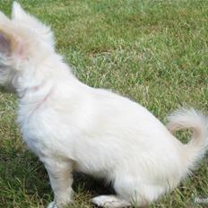 Chihuahua Bella *Chi-Royal`s Annabell*