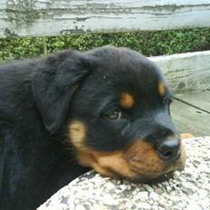 Rottweiler Abby