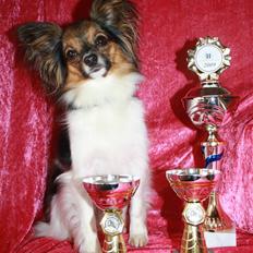 Papillon Molly´s Mille