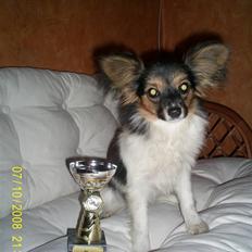 Papillon Molly´s Mille