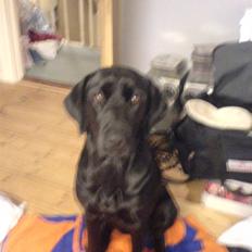 Labrador retriever Freja