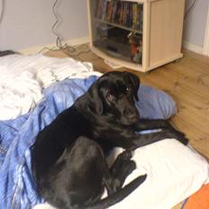 Labrador retriever Freja