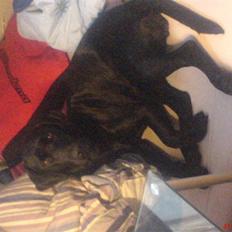 Labrador retriever Freja