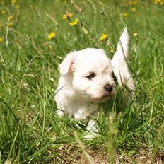 Coton de tulear Romeo 