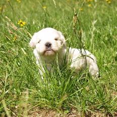 Coton de tulear Romeo 